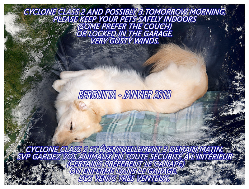 cyclone attention animaux